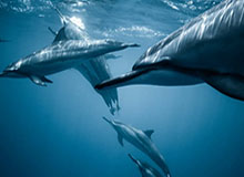 开云体登录-CBA-多人得分上双 浙江浙商证券战胜山东高速